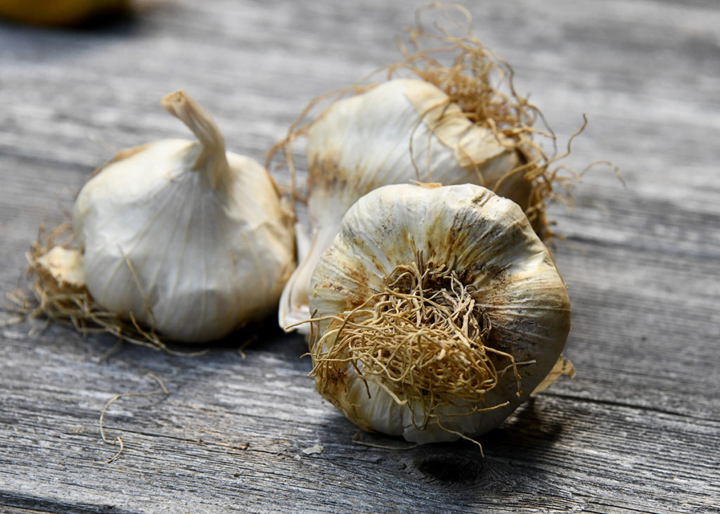 garlic for the immune system